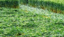 Crop circle Harewell lane