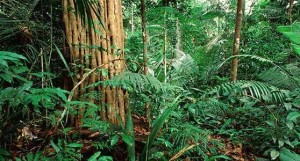 foresta amazzonica