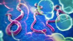 Virus Ebola 1.1