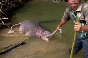 Elefanti Sumatra