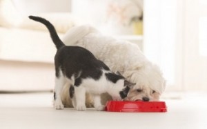 Cani e gatti allungano la vita
