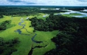 Foreste primarie