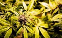 Cannabis e THC