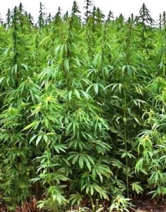 Marijuana