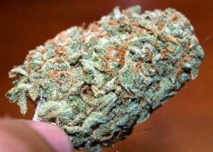 Marijuana