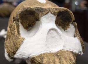 Nuova specie di ominide Homo naledi 