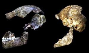 Nuova specie di ominide Homo naledi 