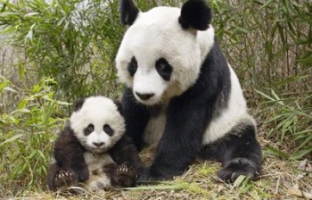 Panda gigante