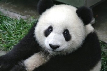 Panda gigante
