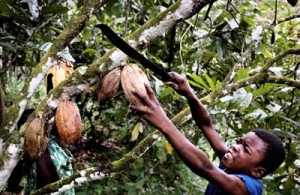 bambini sfruttati dalle piantagioni di cacao