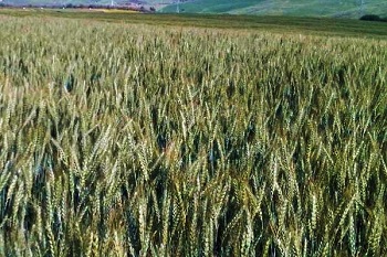 Grano antico in Sicilia