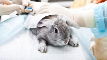 Divieto commercio cosmetici testati su animali in Europa