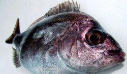 Pesce radioattivo