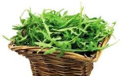 Rucola