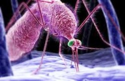 Virus dengue