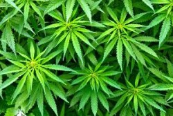 Cannabis