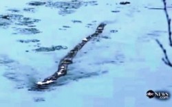 Creatura nel lago Lagarfljot