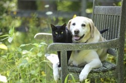 Cani e Gatti allungano la vita