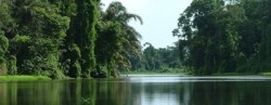 Foreste primarie