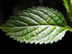 Menta