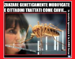 Zanzare geneticamente modificate Florida