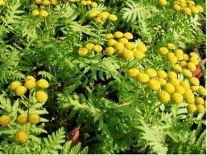 Artemisia annua