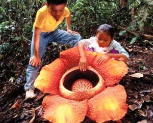 Enciclopedia tribu Amazzonica