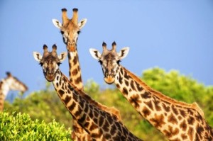 Estinzione giraffe