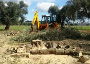 Ulivi e Snam