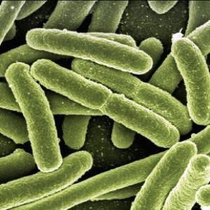 batteri resistenti antibiiotici