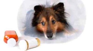 farmaci generici per animali