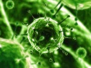Virus morbillo