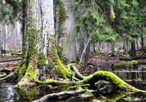 Deforestazione Polonia